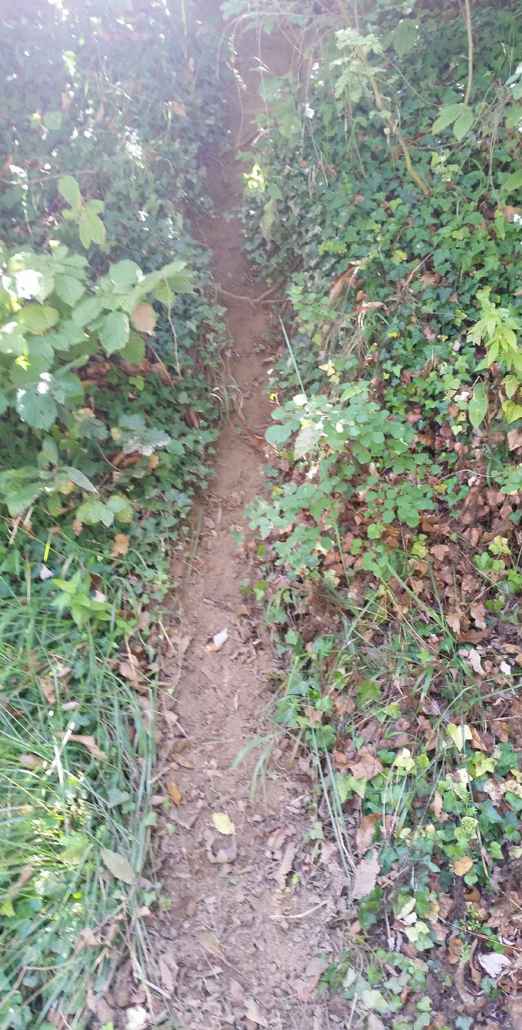 Traccia  passaggio di animali?